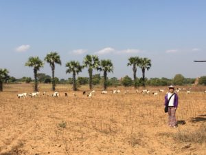 Exploring the plains of Bagan