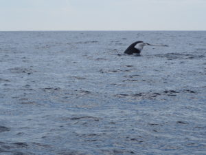 Blue Whale's tail