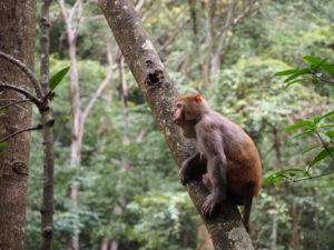 A thoughtful looking monkey in Zhangjiajie