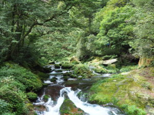 Hiking along the Golden Whip Stream, Zhangjiajie