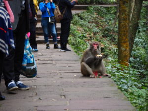 A monkey eating at Zhangjiajie